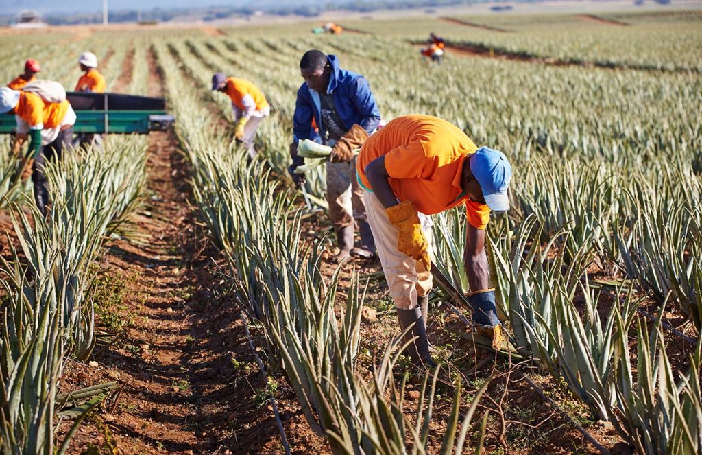 piantagione aloe forever living